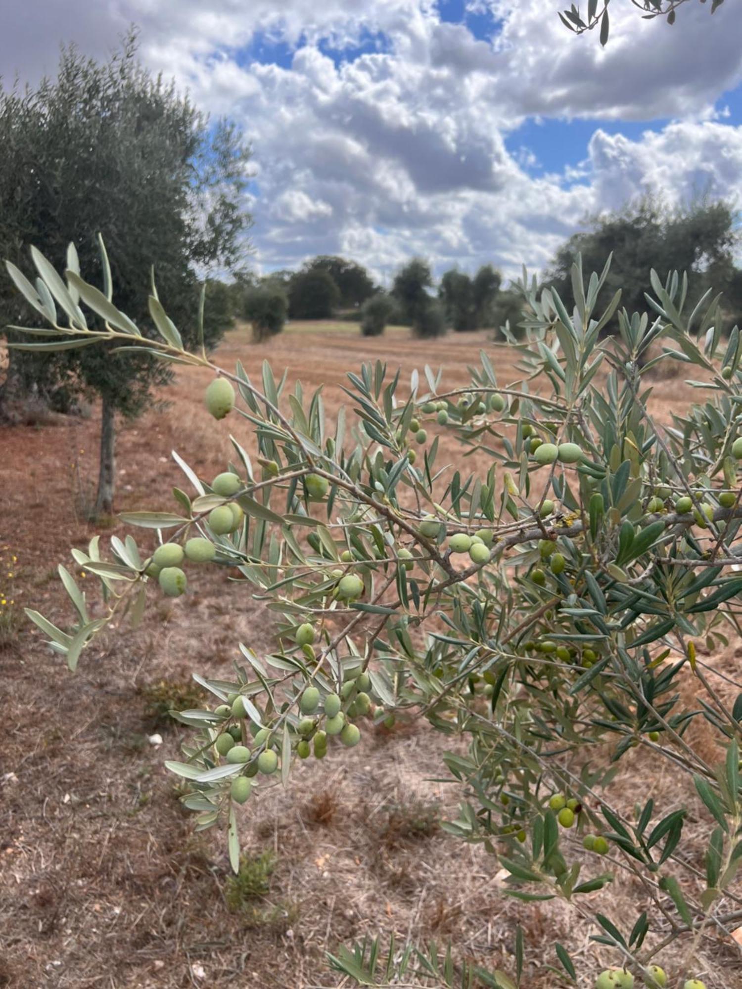 Masseria Battaglini Martina Franca Exteriör bild